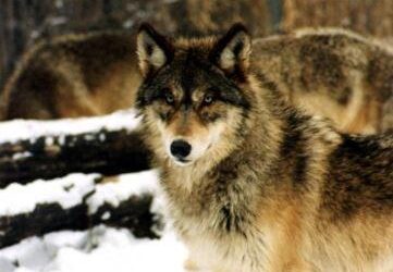 Genetic Tests Provide Official Documentation of Wolves in Moffat County