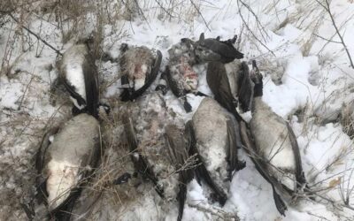 DWR Officers Seeking Information on Geese Poached in Uintah County