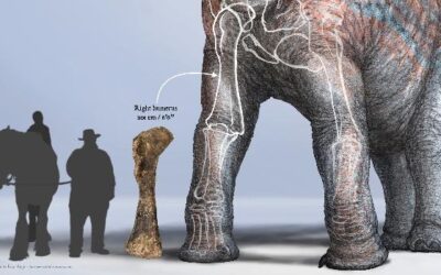 A Tale As Old As A Dinosaur Bone; Dr. John Foster to Present at Utah Field House
