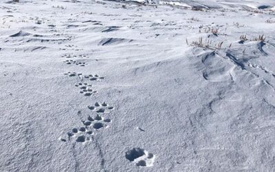 CPW Provides New Update on Wolves in Neighboring Moffat County