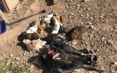 Uintah Animal Control and Shelter Special Service District Share Reminder to Keep Dogs Leashed