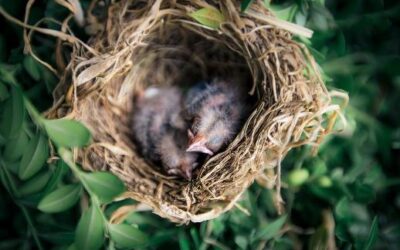 DWR Explains What to Do With a Baby Bird on the Ground