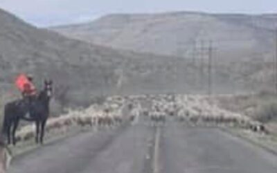 Use Caution on Colorado Highway 64 as Massive Sheep Operation Continues East