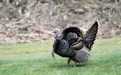 DWR on 2020 Spring Turkey Hunts in Northeastern Utah