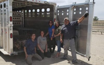 Big Hearts Unite in Cause for the ‘Uintah Basin Chicken Rescue’