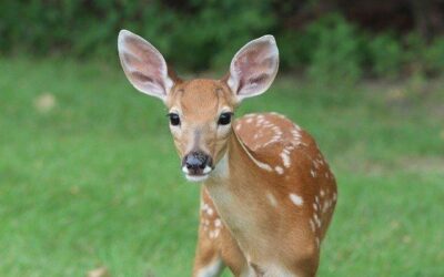 Leave Baby Animals Alone, Warns DWR