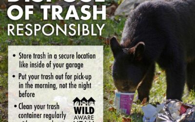 Staying Safe While Recreating in Bear Country