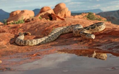 DWR Tips to Be Safe Around Rattlesnakes