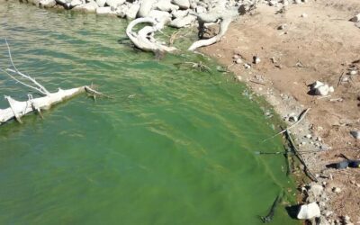 Monitoring Harmful Algal Blooms Reopening on Limited Basis