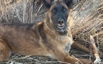 Retired Local K9 ‘Arctos’ Needs Help Getting Back On Her Feet