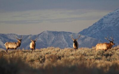 Tips to Help Hunters in the 2020 Utah Deer and Elk Hunt