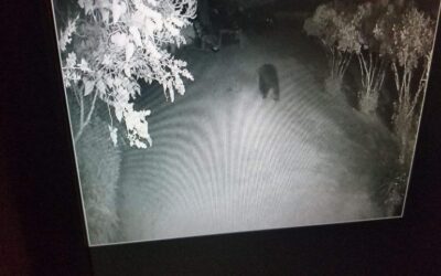 Bear Encounters Getting Closer to Home