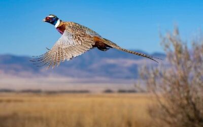 Youth Pheasant Hunt in Myton