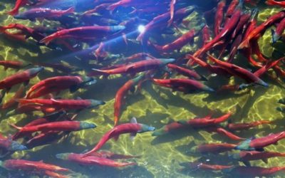 Locals Still Catching Spawning of Kokanee Salmon Despite No Viewing Events