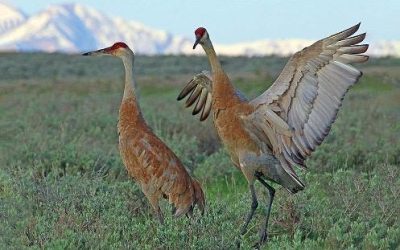 Sandhill Cranes DWR Event Coming Up in  Uintah County