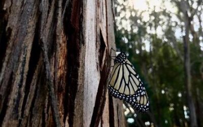 Monarch Butterflies Migrating Through Dinosaur National Monument