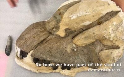 Dinosaur National Monument Sharing Their Museum Collections