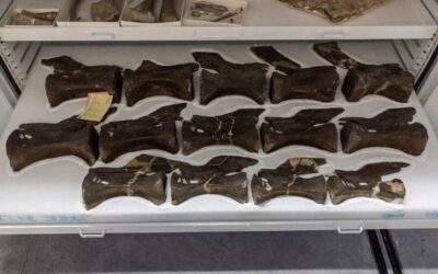 Dinosaur National Monument Moves Specimens to Utah Field House