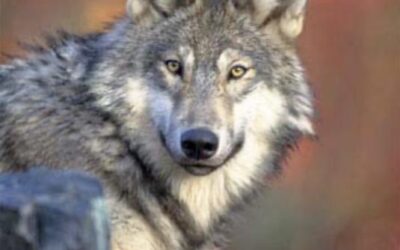 Gray Wolves Delisted from Endangered Species Act