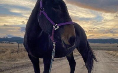 Jessi the Mule Retires After 21 Years of Service