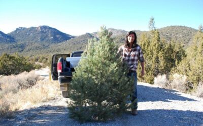 BLM Christmas Tree Permits