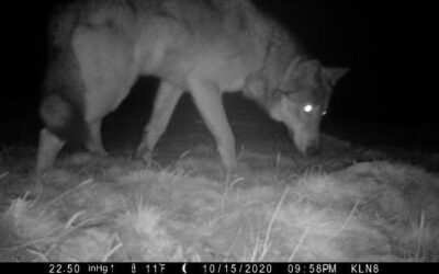 Moffat County Wolves Update