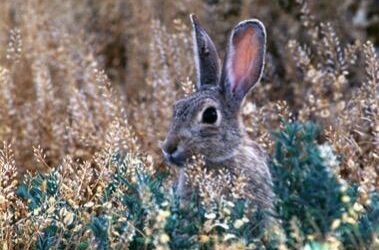 Uintah County Latest With Confirmed Cases of Rabbit Hemorrhagic Disease