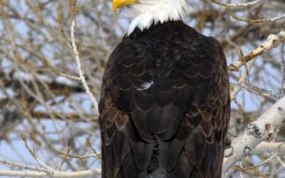 DWR Can’t Host Event But Shares Best Places to See Bald Eagles in February