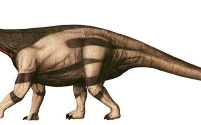 Remembering the Baby Camarasaurus Skeleton of Dinosaur National Monument