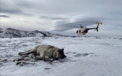 Colorado Parks and Wildlife Collars Wolf