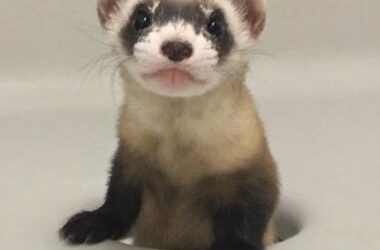 Black-footed Ferret Cloning Success Aims to Boost Conservation Efforts