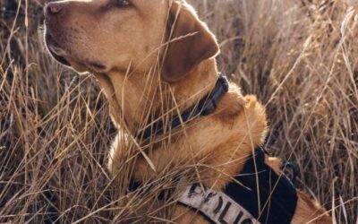 Rifle Police Department Bid Sad Farewell to K9 TULO