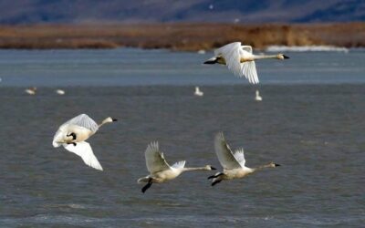 March is the Month to See Wild Swans