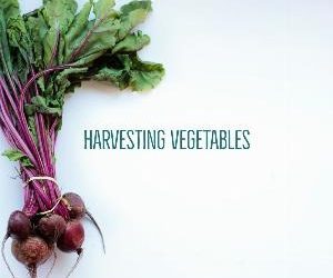 Let's talk for a minute about harvesting vegetables. .