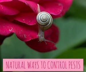 Let's talk for a minute about natural ways to control pests. . .