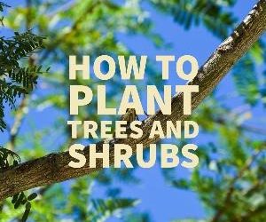 Let's talk for a minute about how to plant trees and shrubs. .