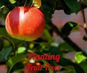 Let's talk for a minute about planting fruit trees. . .