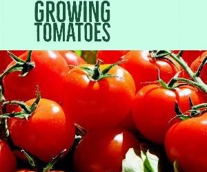 Let's talk for a minute about growing tomatoes. . .