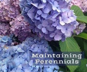 Let's talk for a minute about maintaining perennials. . .