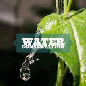 Scoot Wilkins Decorative Image