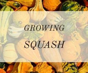 Let's talk for a minute about growing squash. . .