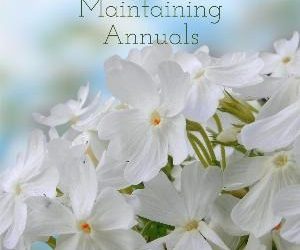 Let's talk for a minute about maintaining annuals. . . .