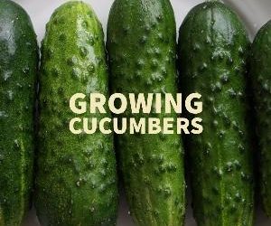 Let's talk for a minute about growing cucumbers. .