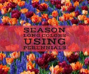 Let's talk for a minute about season-long color using perennials. . .