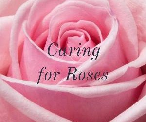 Let's talk for a minute about caring for roses. .