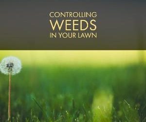 Let's talk for a minute about controlling weeds in your lawn. . .