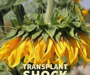 Let's talk for a minute about transplant shock. .