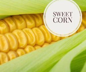 Let's talk for a minute about sweet corn . . .