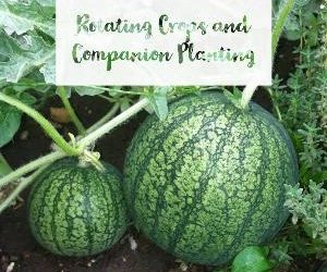 Let's talk for a minute about rotating crops and companion planting. . .