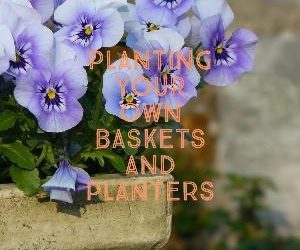 Let's talk for a minute about planting your own baskets and planters. . .